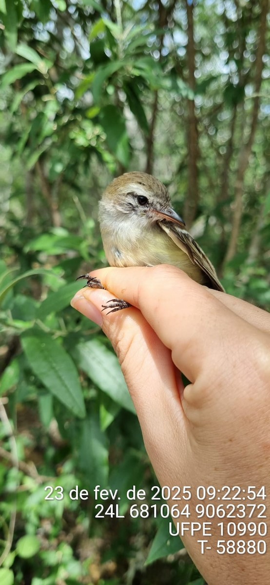 bruntyrannulett - ML645661673