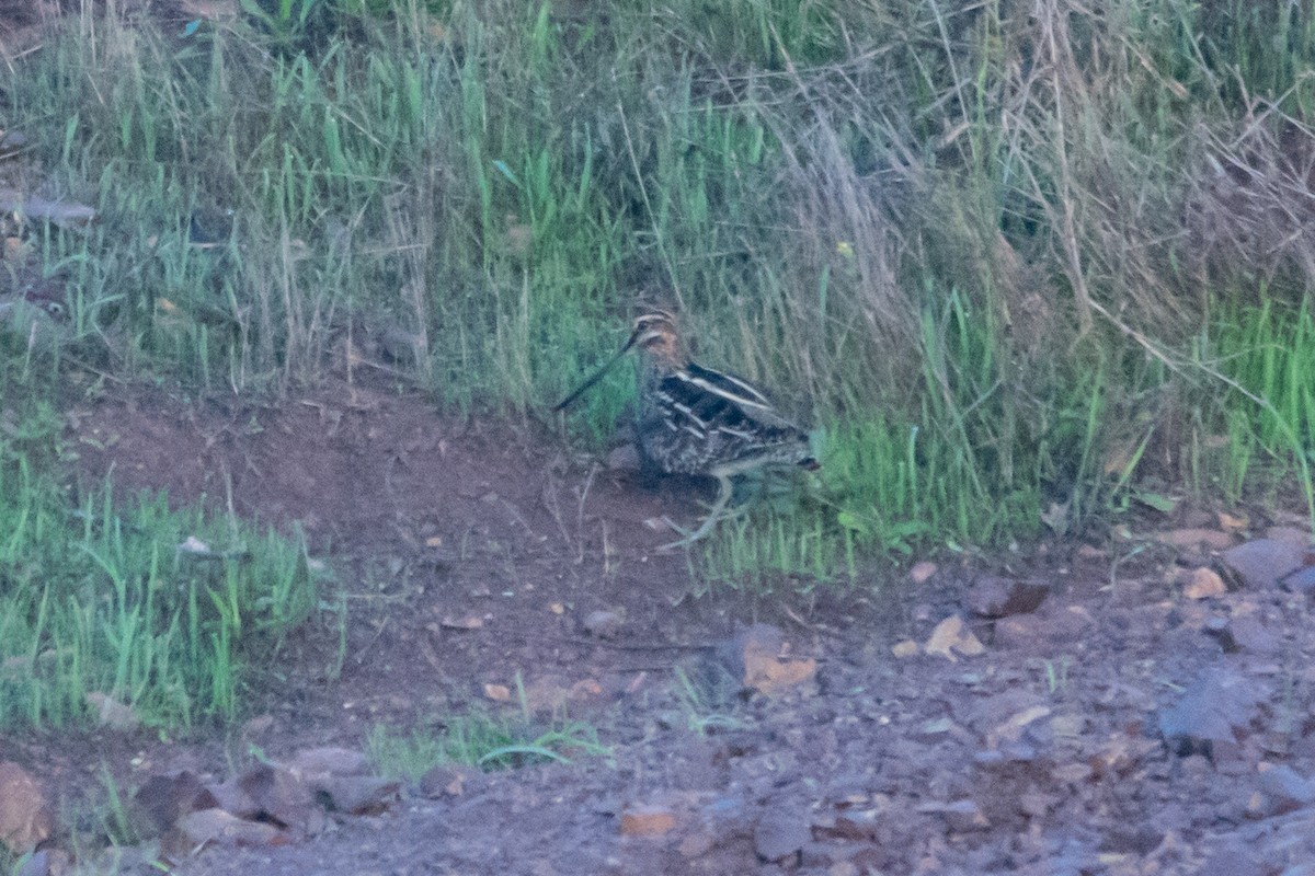 kanadabekkasin - ML645661674