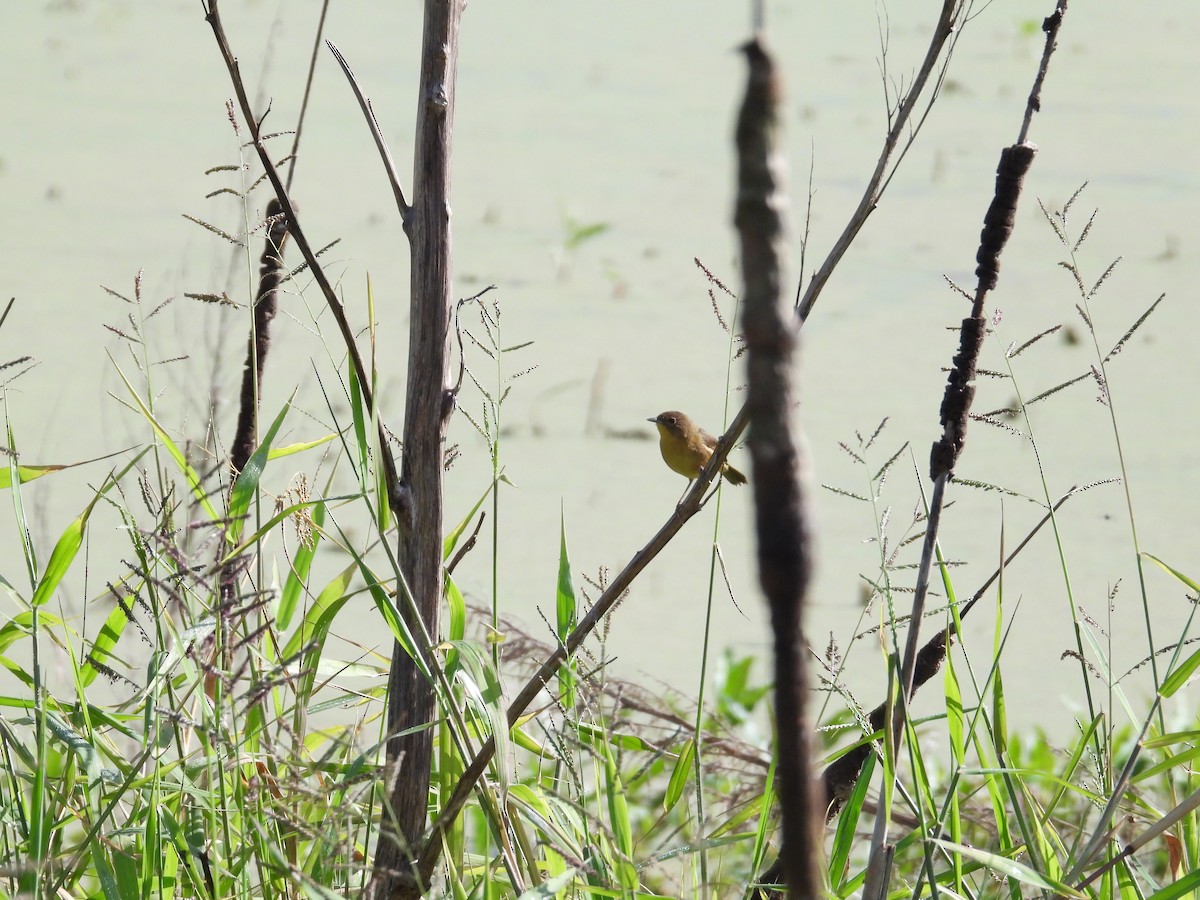 nordgulstrupe - ML645661676