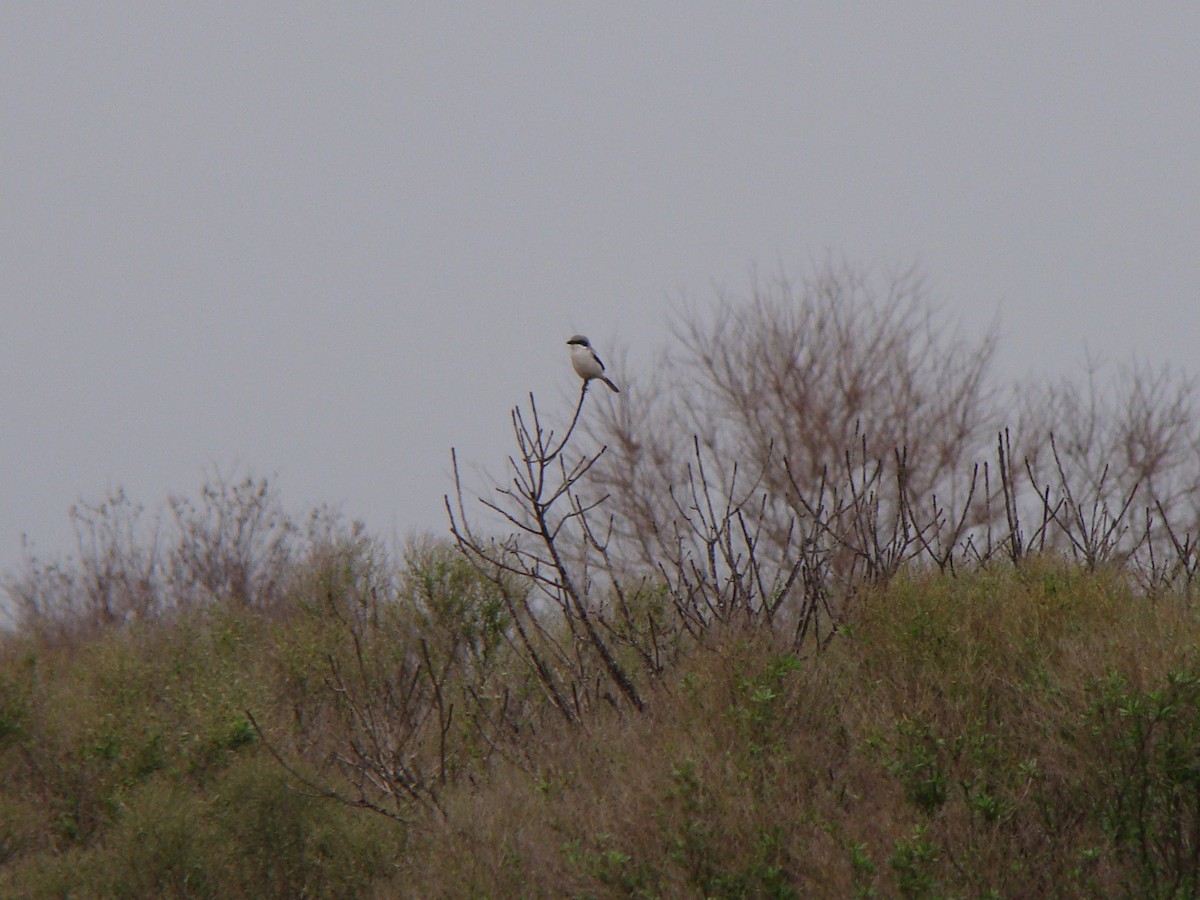 amerikavarsler - ML645661677