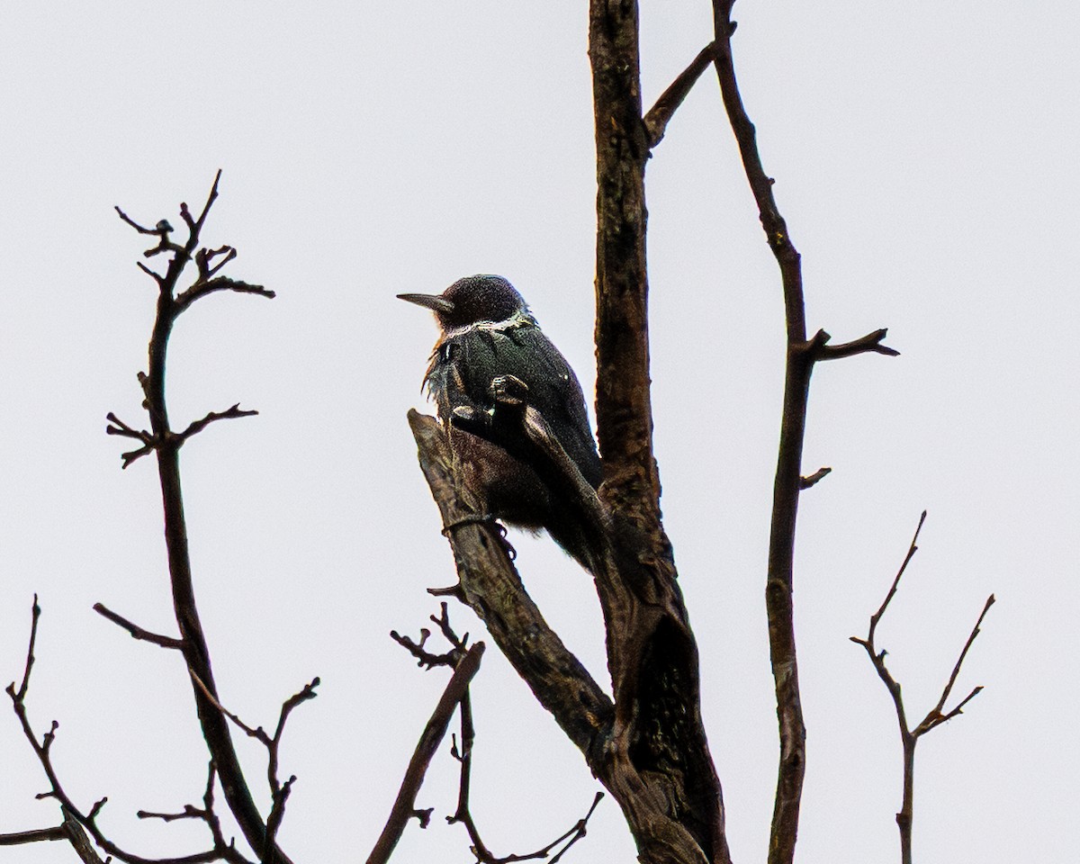 fluesnapperspett - ML645661680