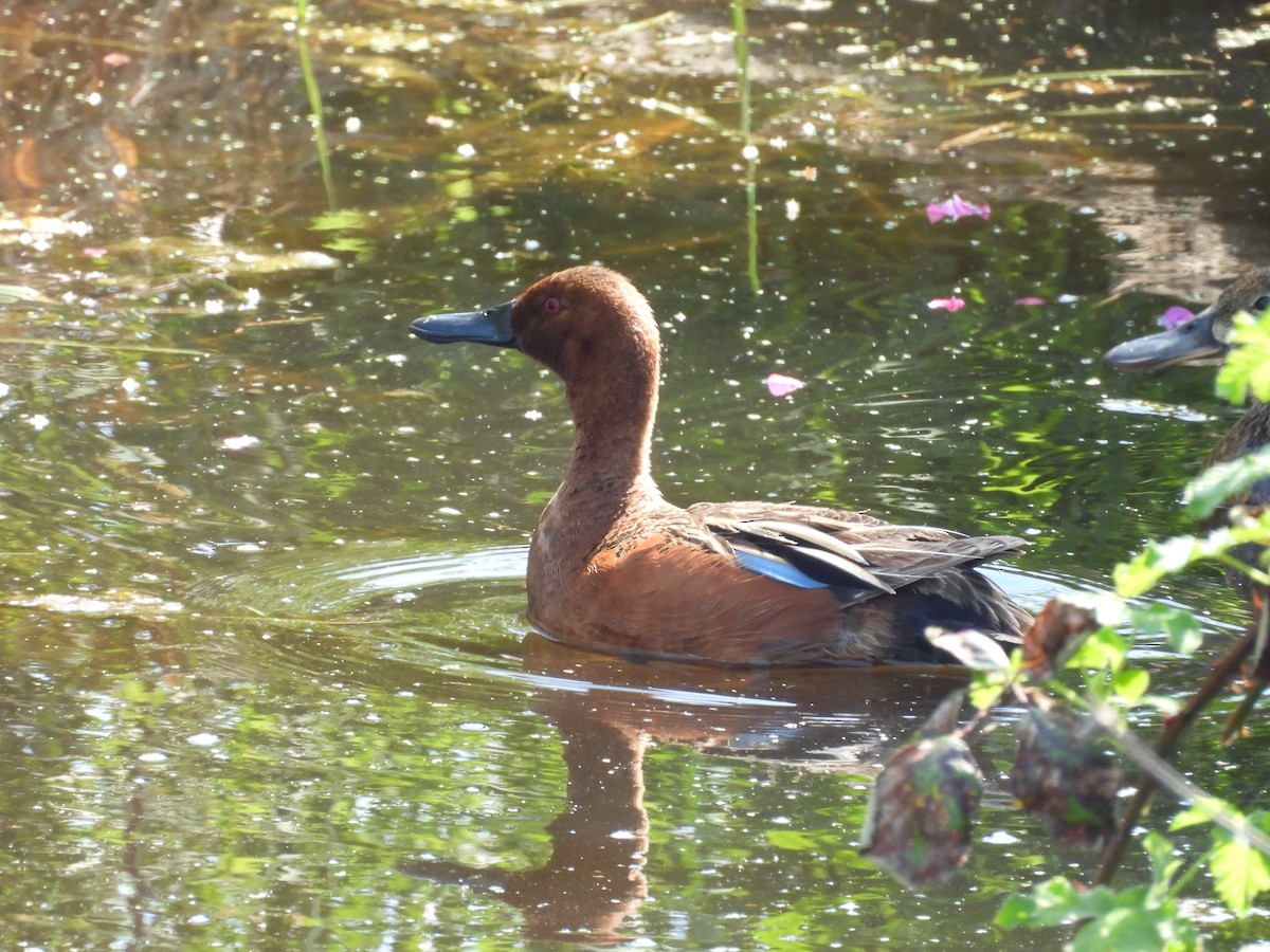 kaneland - ML645661681