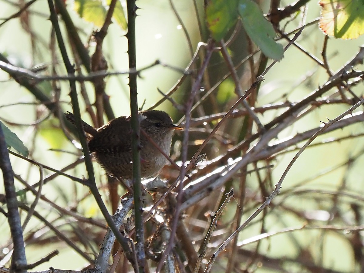 gjerdesmett - ML645661682