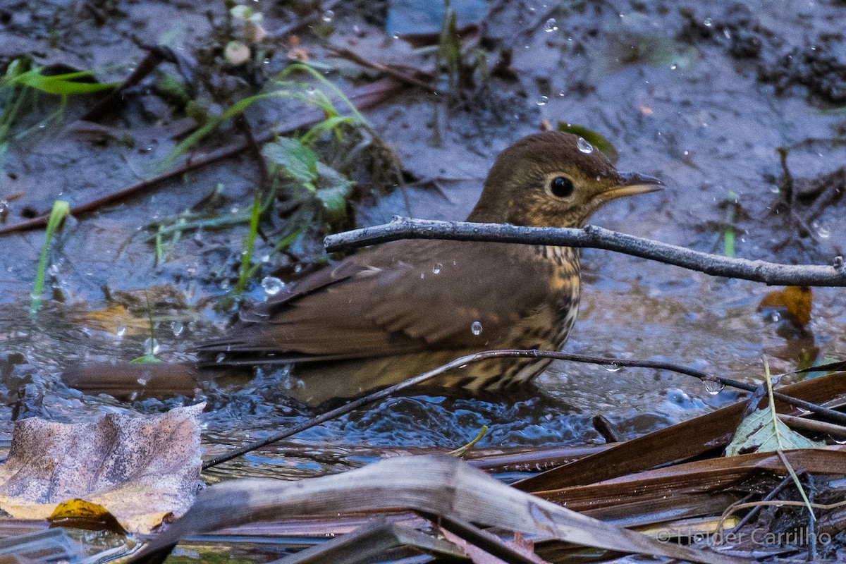 måltrost - ML645661683