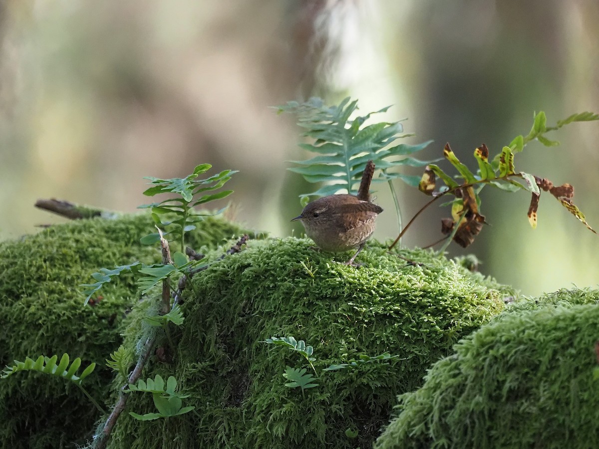 gjerdesmett - ML645661684