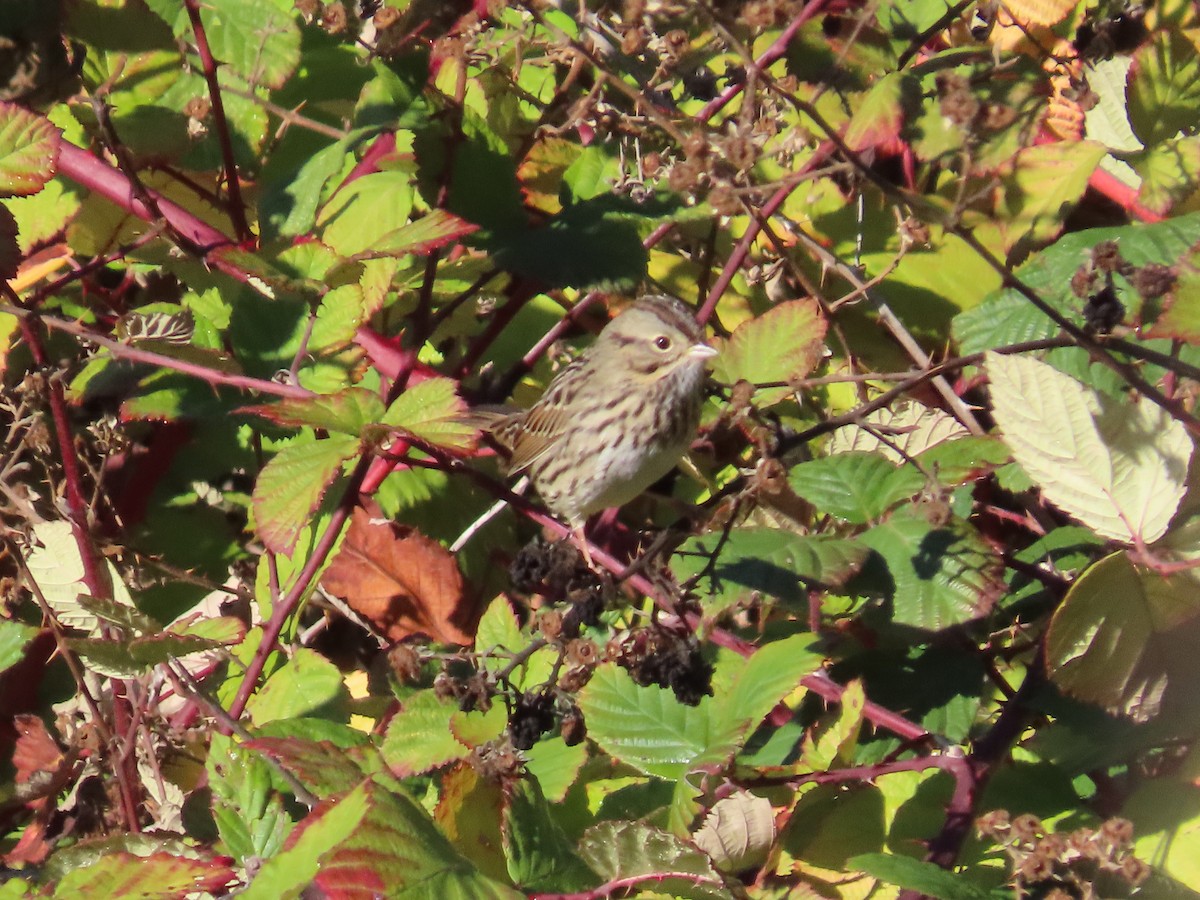 gråbrynspurv - ML645661686