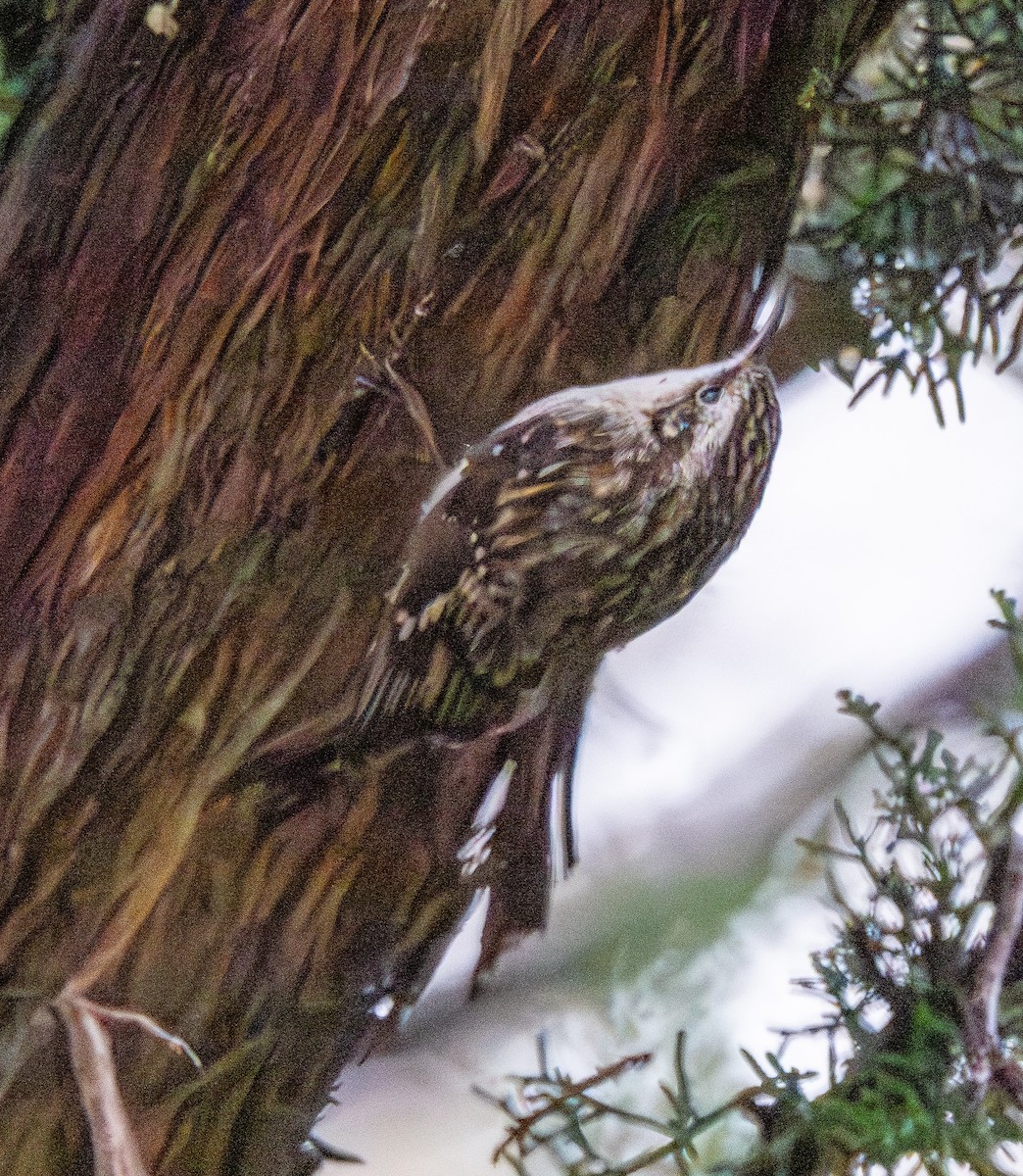 amerikatrekryper - ML645661687