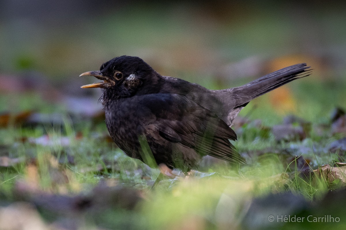 svarttrost - ML645661688