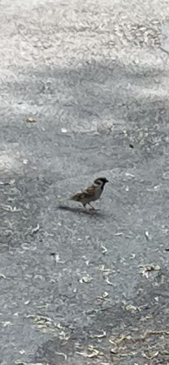 Eurasian Tree Sparrow - ML645661689