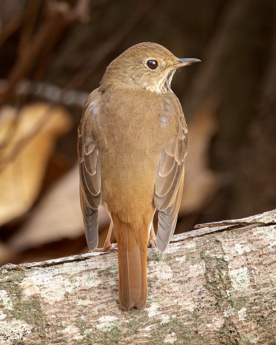 Hermit Thrush - ML645661693