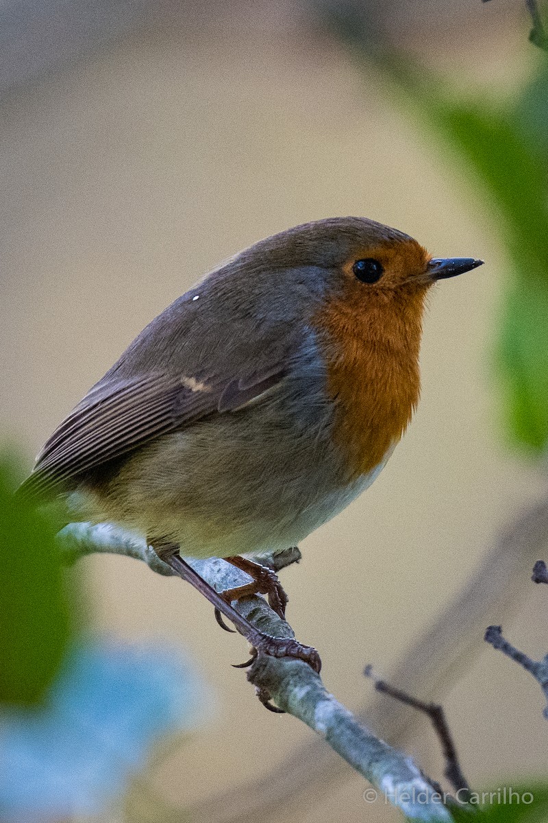 European Robin - ML645661696