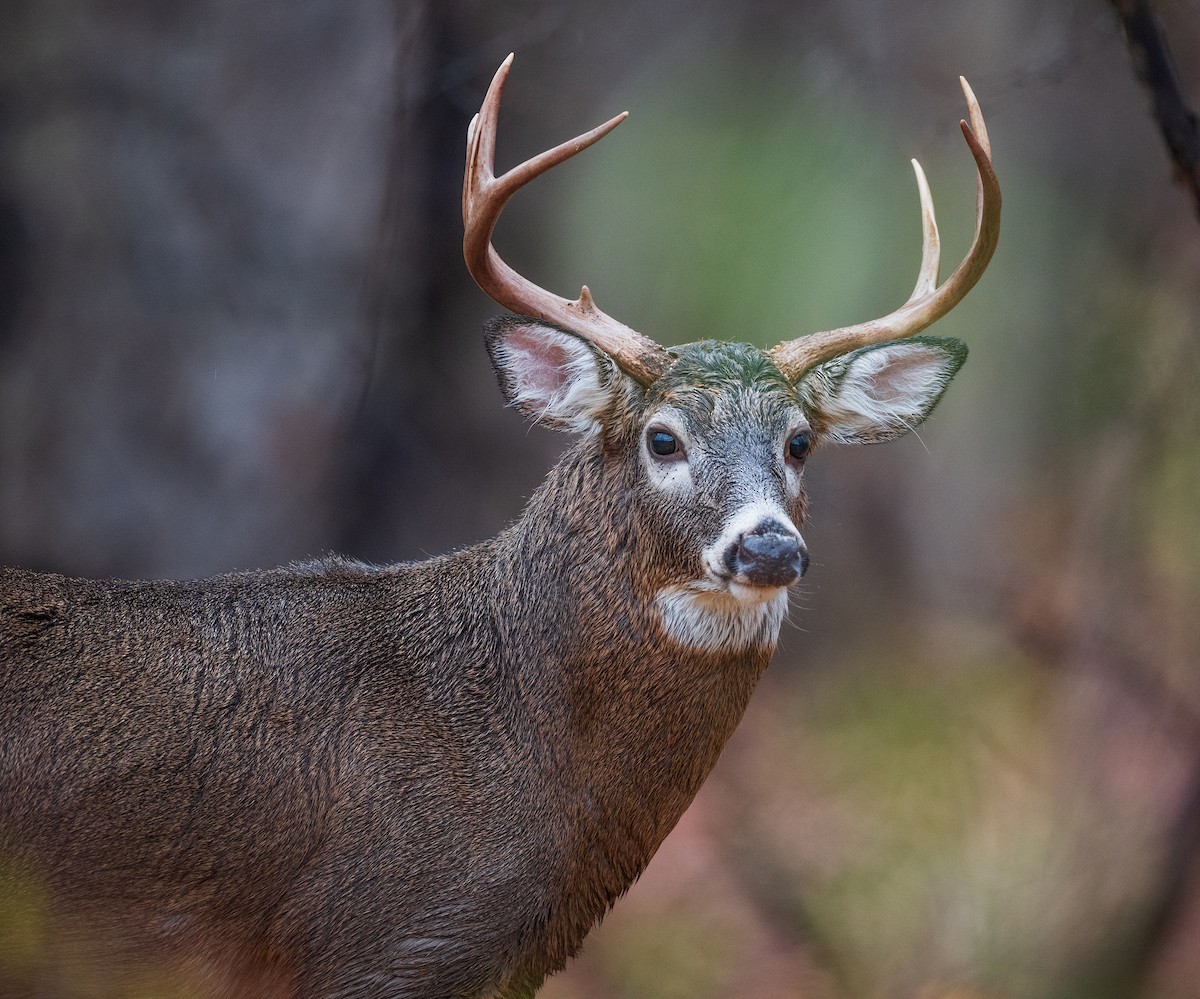 White-tailed Deer - ML645661700