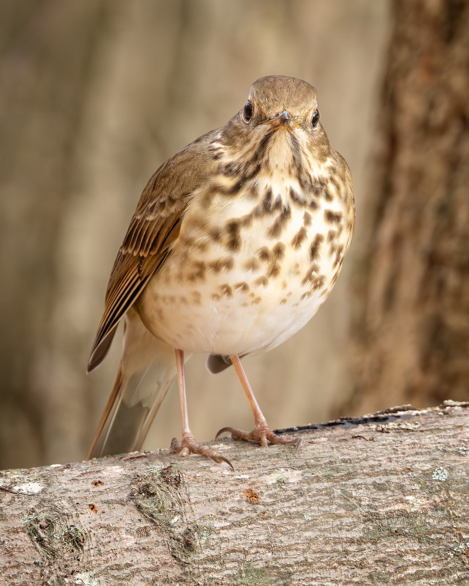 Hermit Thrush - ML645661709