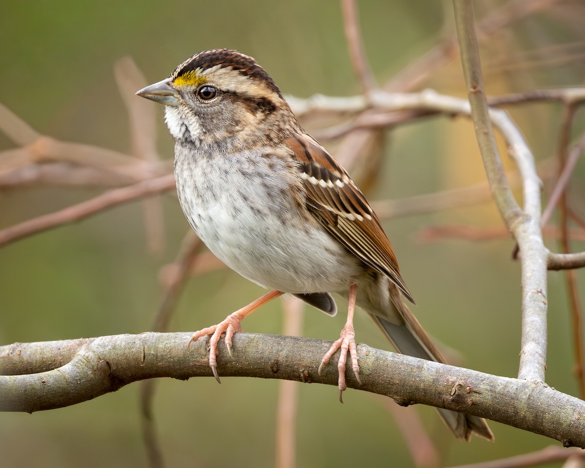 White-throated Sparrow - ML645661715