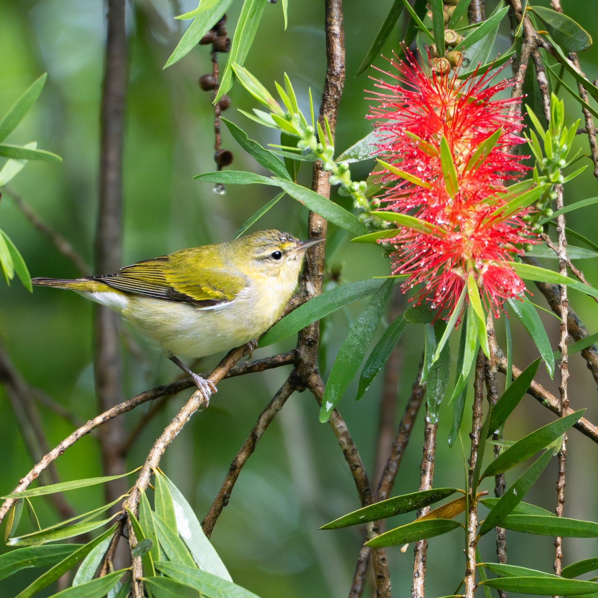 Червоїд світлобровий - ML645661730