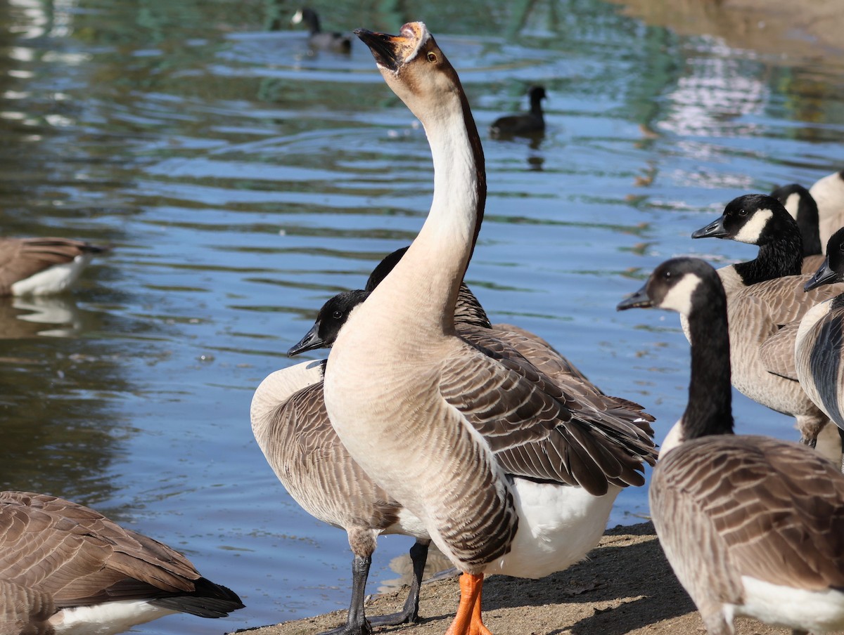 Ánsar Cisnal (variedad doméstica) - ML645661757