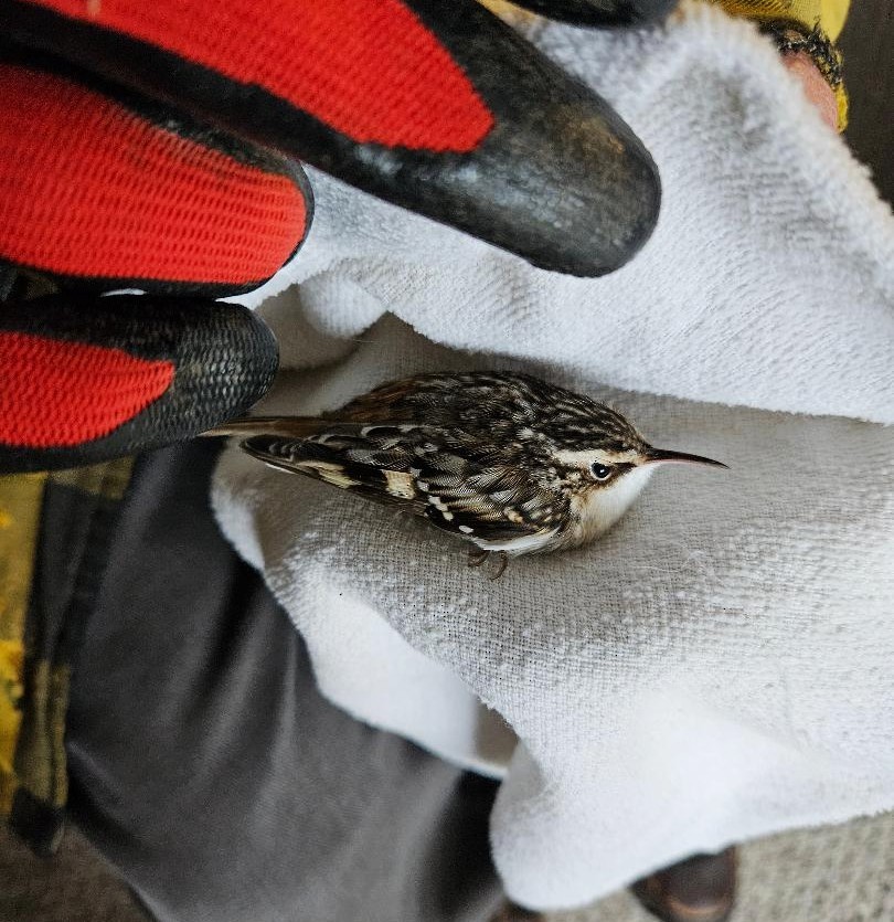 Brown Creeper - ML645661774