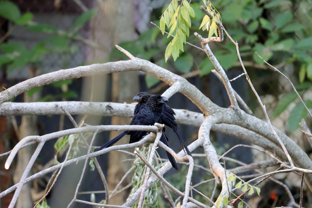 glattnebbani - ML645661793