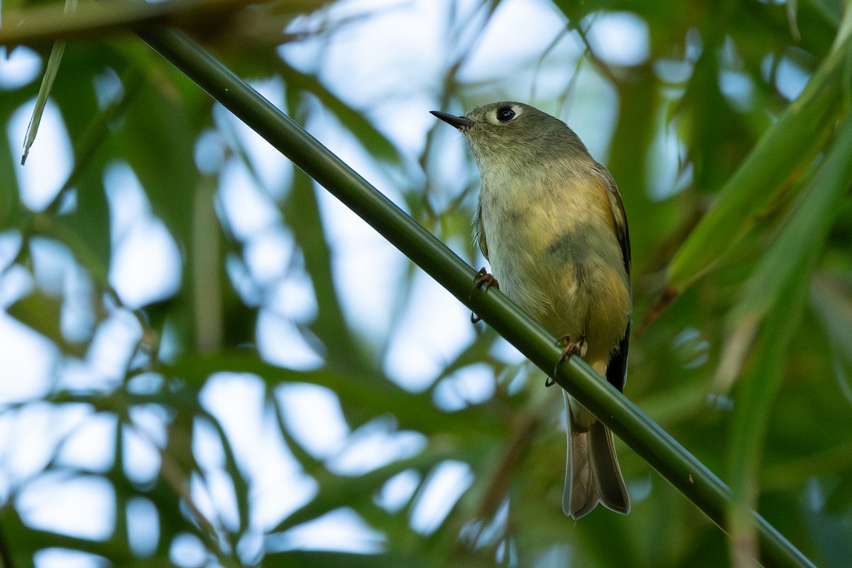 Ruby-crowned Kinglet - ML645661795
