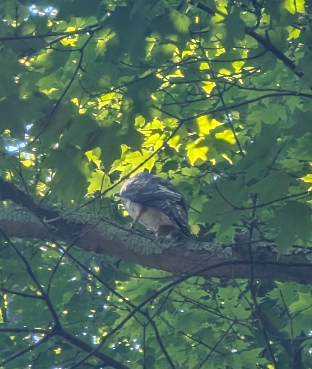 Cooper's Hawk - ML645661799