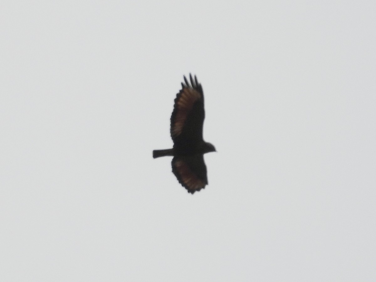 Savanna Hawk - ML645661804