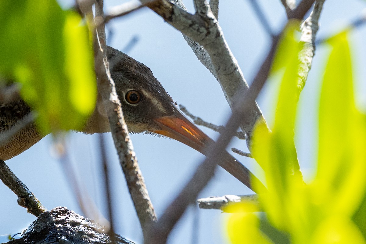 Clapper Rail - ML645661814