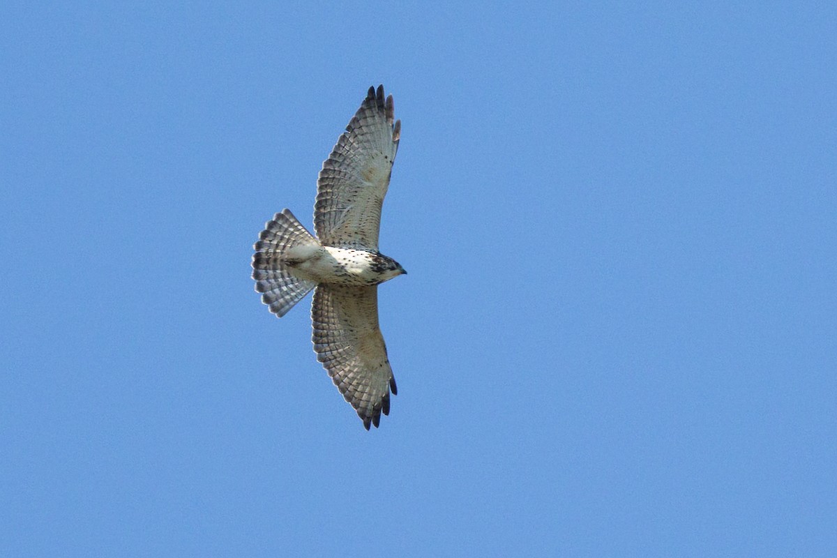 Broad-winged Hawk - ML645661818