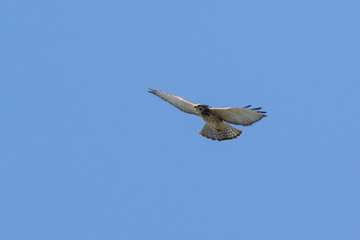 Broad-winged Hawk - ML645661821