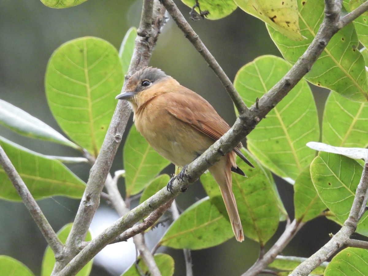 Chestnut-crowned Becard - ML645661825