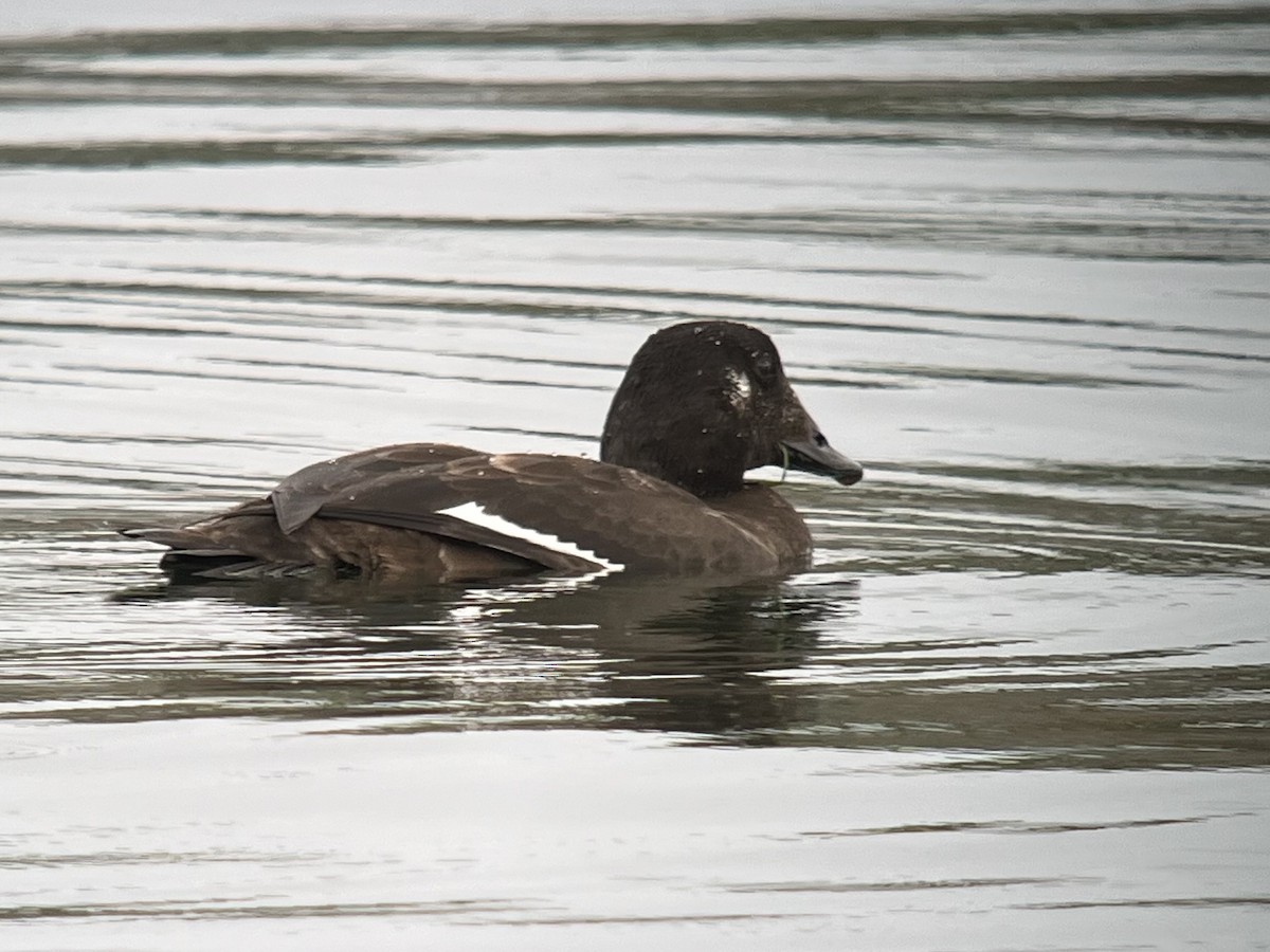 White-winged Scoter - ML645661834