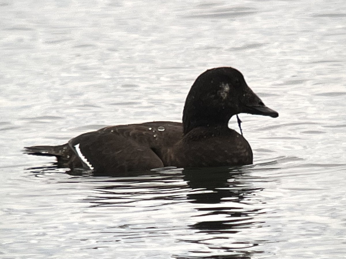 White-winged Scoter - ML645661835