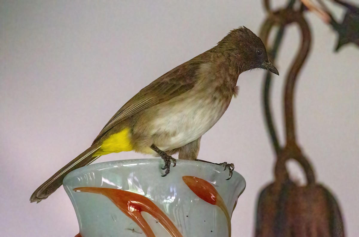 Common Bulbul (Dark-capped) - ML645661842