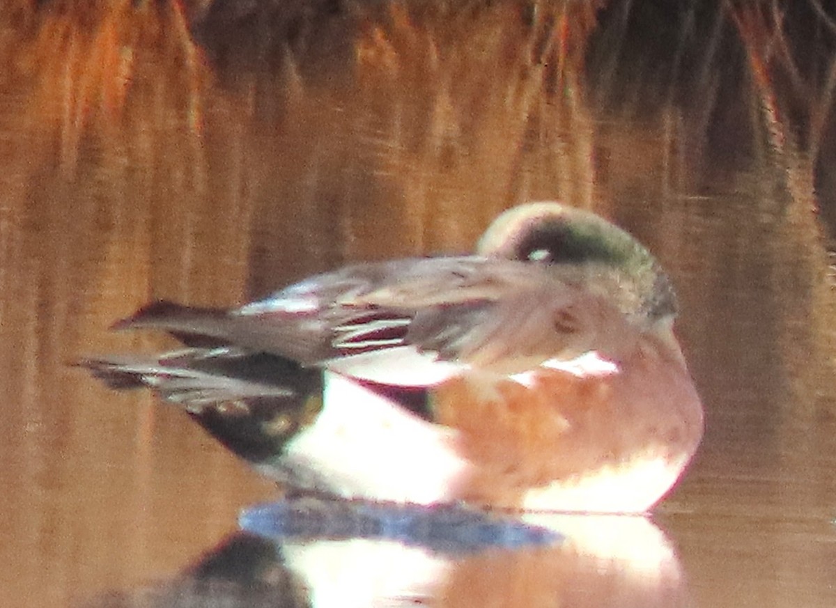 American Wigeon - ML645661846