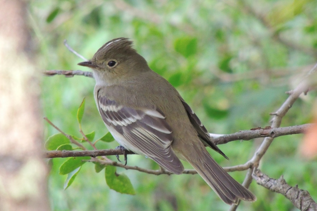 White-crested Elaenia - ML645661849