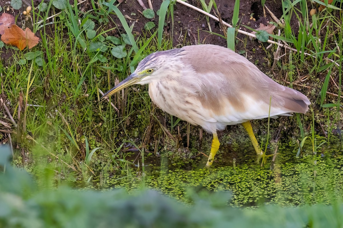 Squacco Heron - ML645661858