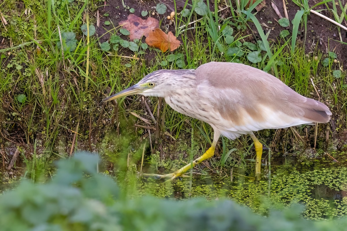 Squacco Heron - ML645661859
