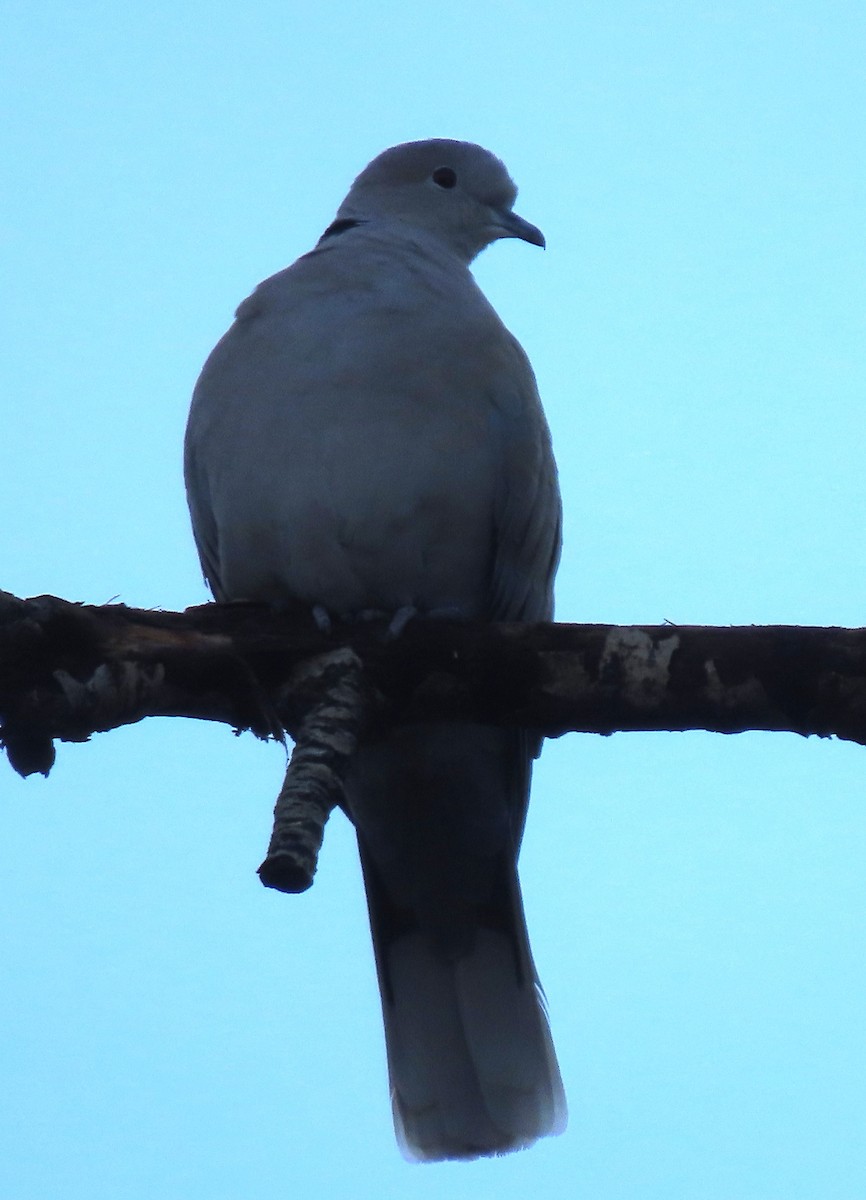 Eurasian Collared-Dove - ML645661870