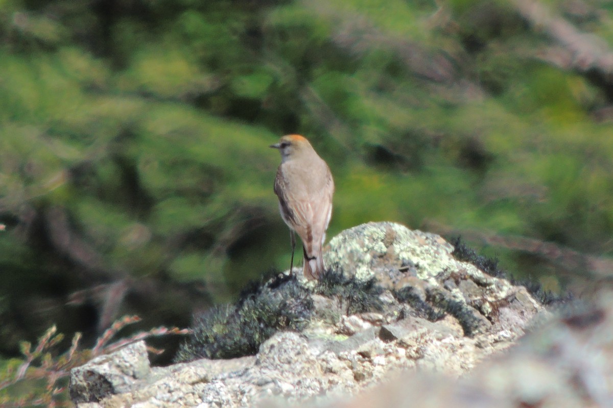 White-browed Ground-Tyrant - ML645661878