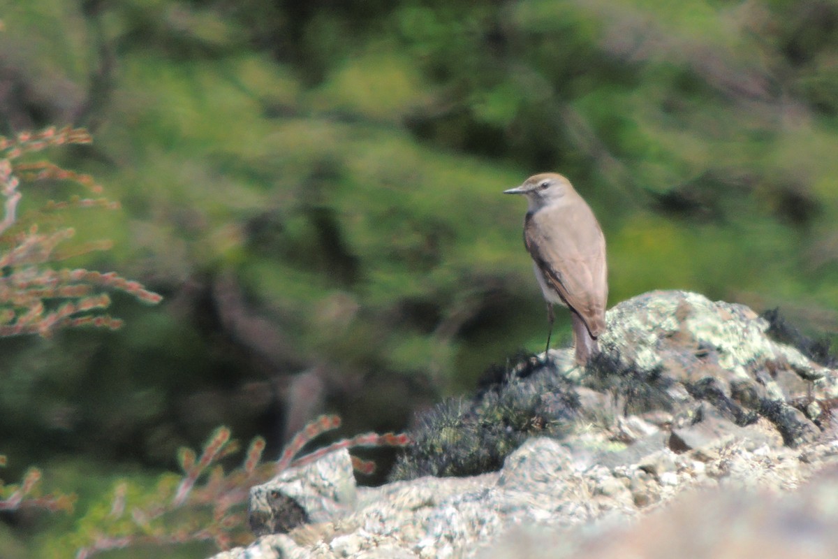 White-browed Ground-Tyrant - ML645661879