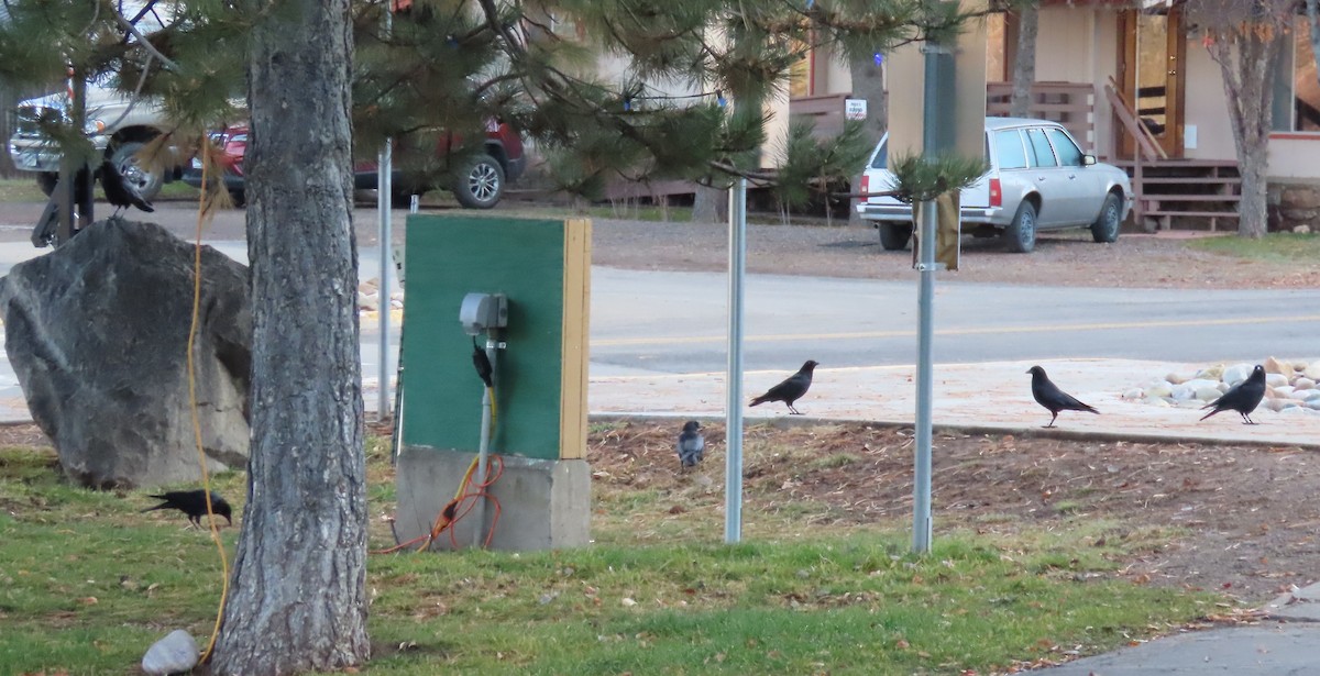 American Crow - ML645661880