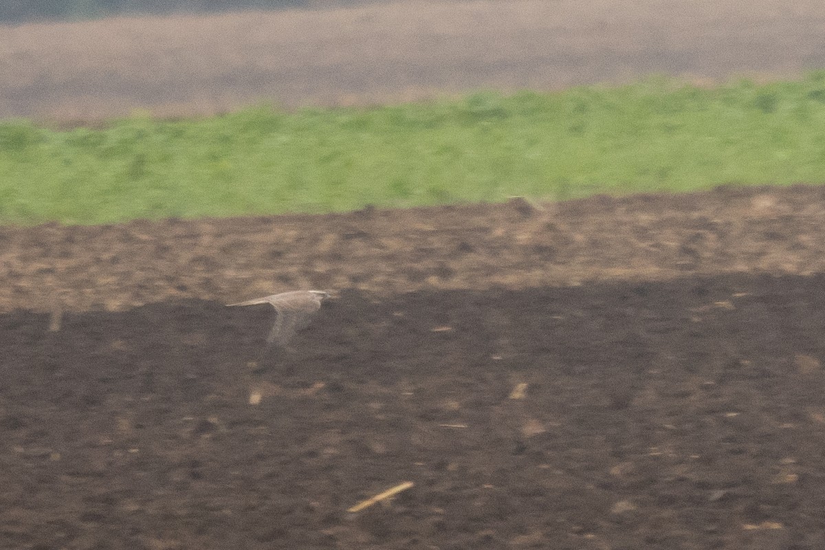 Sakre belatza - ML645661887