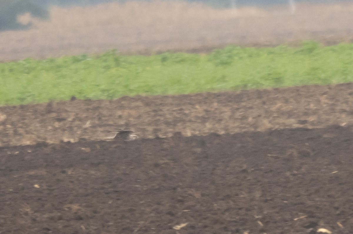 Sakre belatza - ML645661888