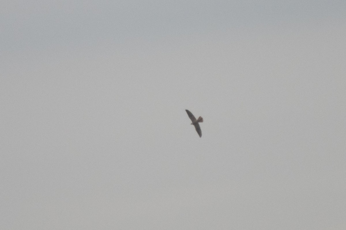 Sakre belatza - ML645661889