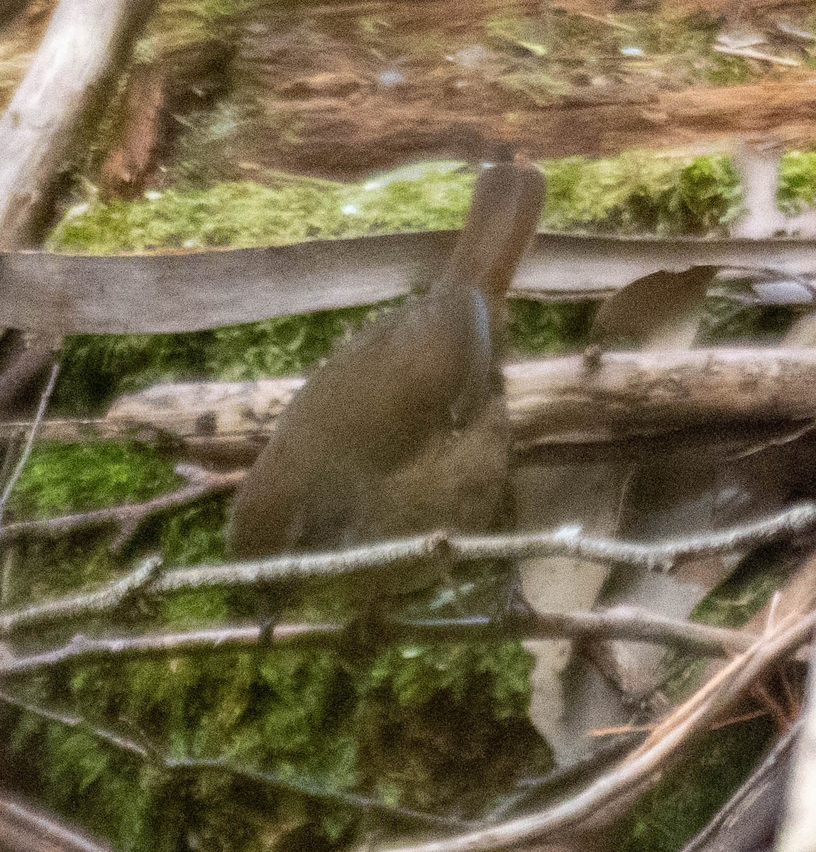 Tasmanian Scrubwren - ML645661890