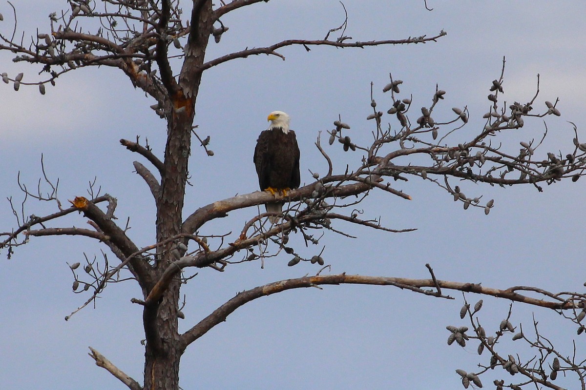 Bald Eagle - ML645661898