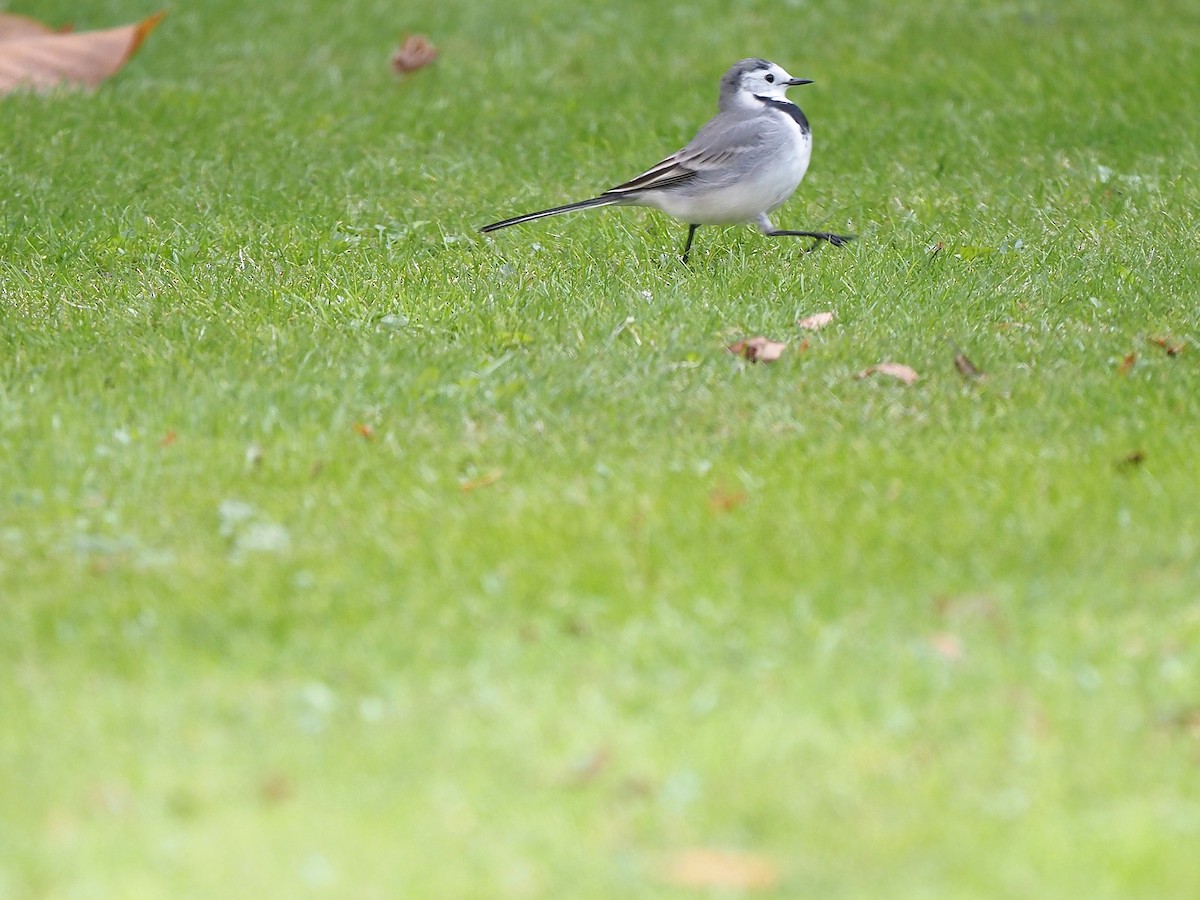 White Wagtail (White-faced) - ML645661913