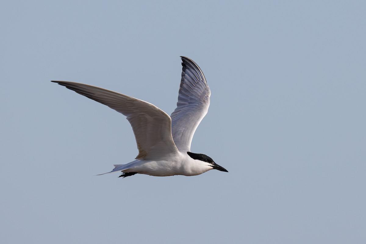 rybák černozobý - ML645661917