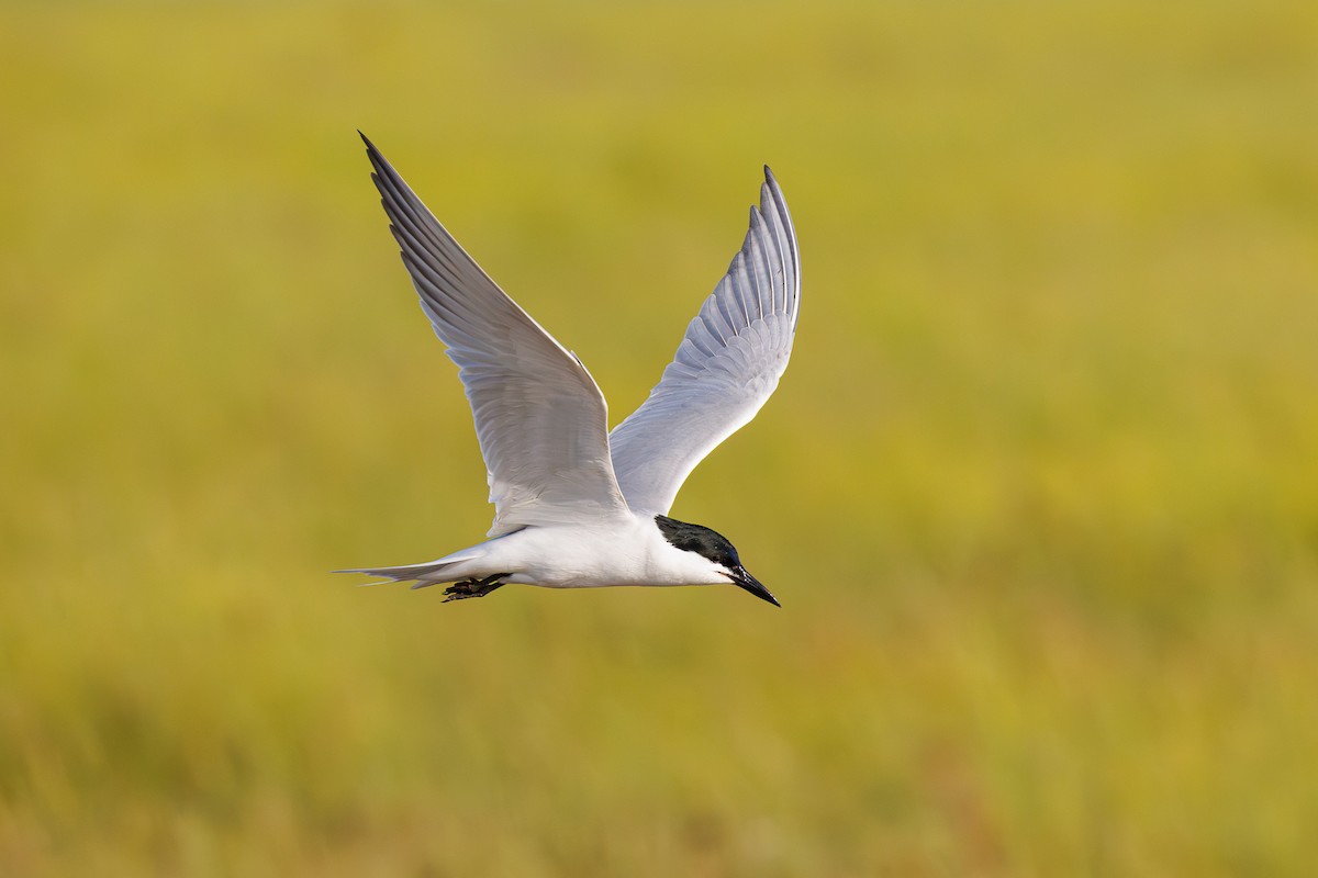 rybák černozobý - ML645661918