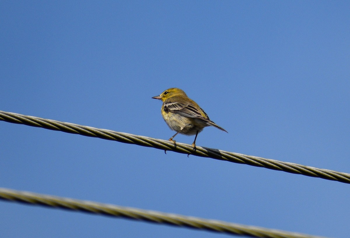 Pine Warbler - ML645661920