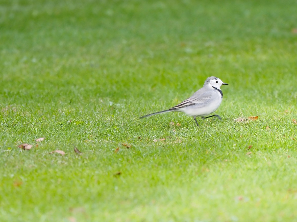 White Wagtail (White-faced) - ML645661921